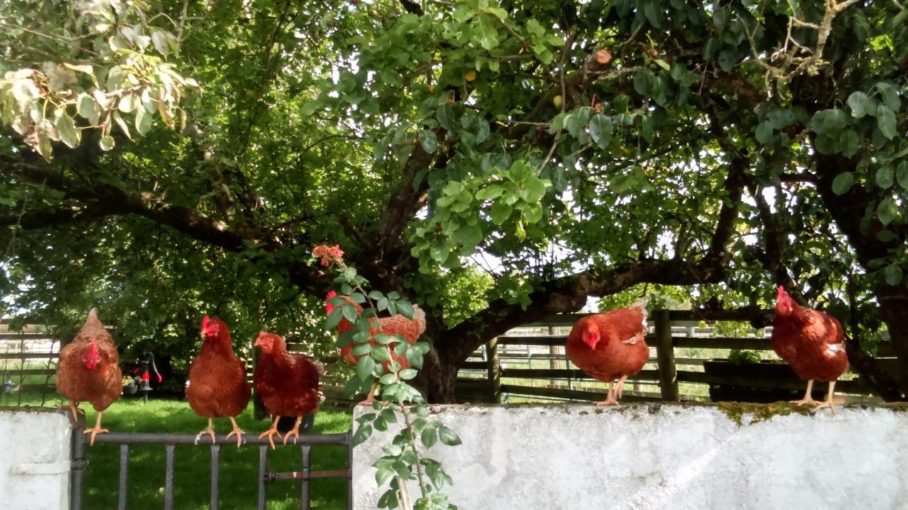Cummins Cottages Ballycrossaun 外观 照片